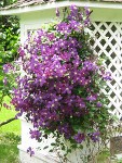 Mount Gulian Great Estates Garden Tours